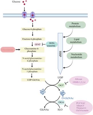 O-GlcNAcylation in ischemic diseases